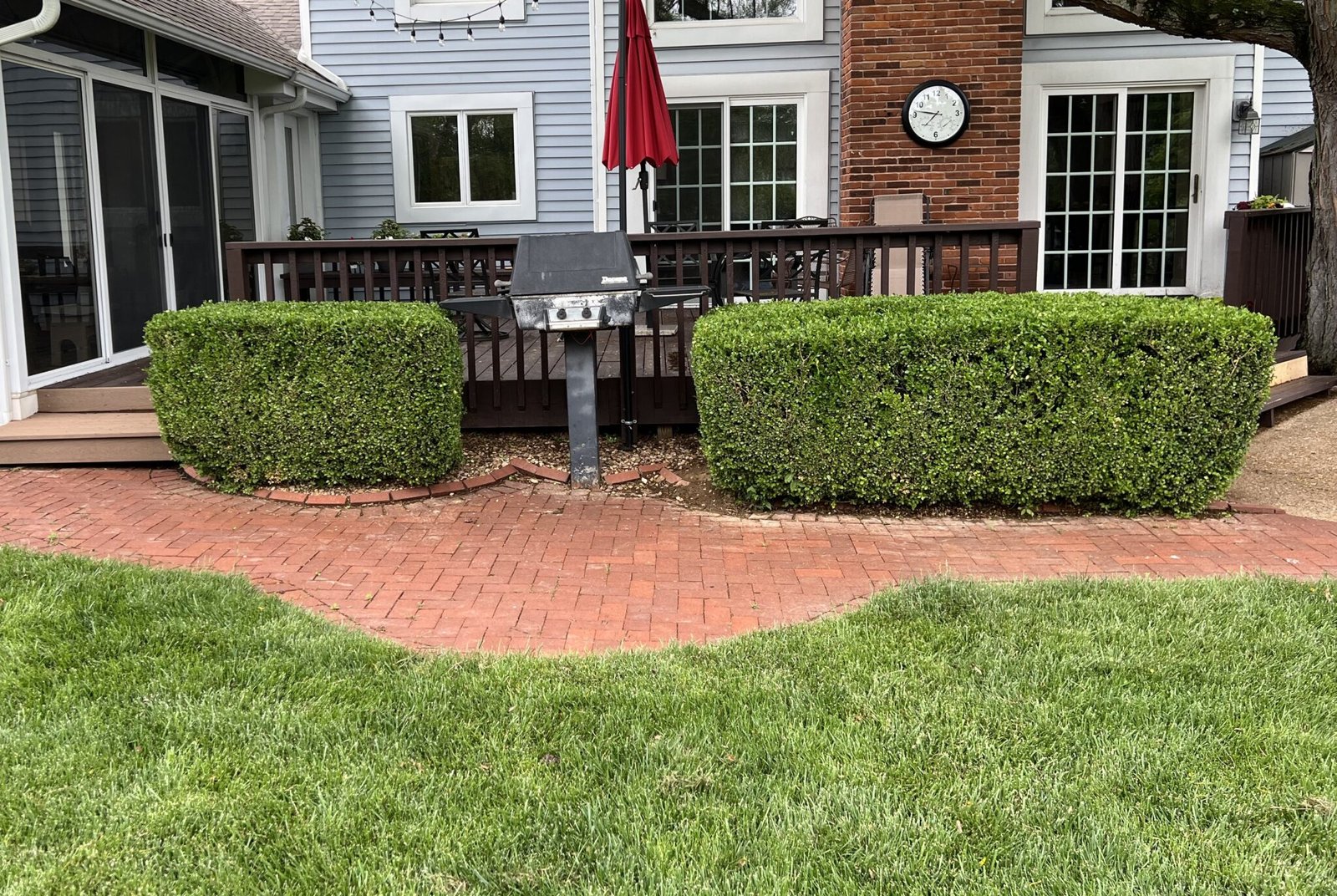 shrub hedging
